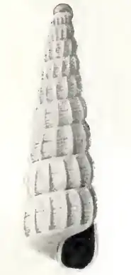 Turbonilla canadensis