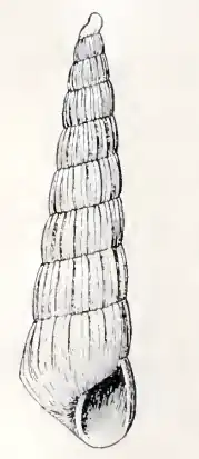 Turbonilla halibrecta