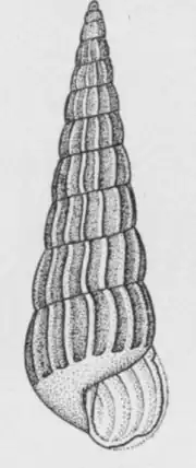 Turbonilla hemphilli