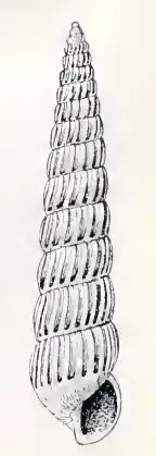 Turbonilla hypolispa