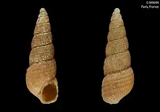 Turbonilla madrinensis