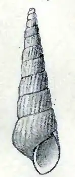 Turbonilla magnifica