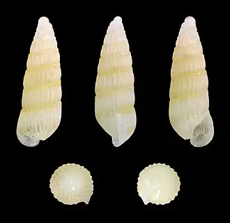 Turbonilla pupoides