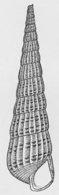 Turbonilla rushii