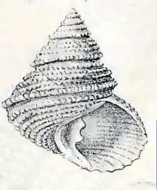 Turcica monilifera