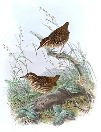 Streepborstsluiptimalia