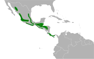 Mexicaanse witneklijster