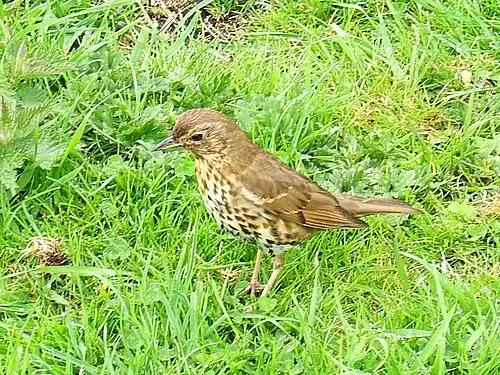 Zanglijster(Turdus philomelos)