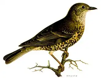 Turdus viscivorus(19e eeuw), Wilhelm von Wright
