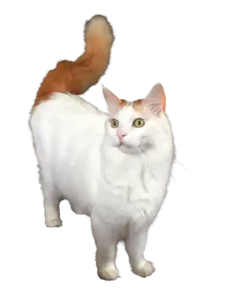 Rood-witte Turkse Van