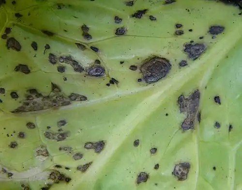 close-up knollemozaïkvirus (turnip yellow mosaic virus 2)