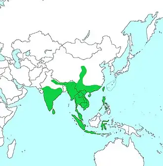 Zwartkeelvechtkwartel