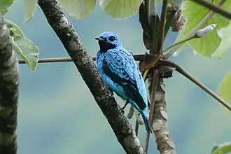 Ridgways cotinga
