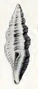 Turrella tenuilirata