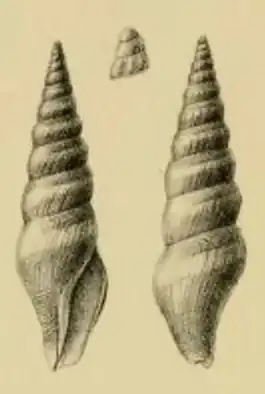 Turricula turriplana