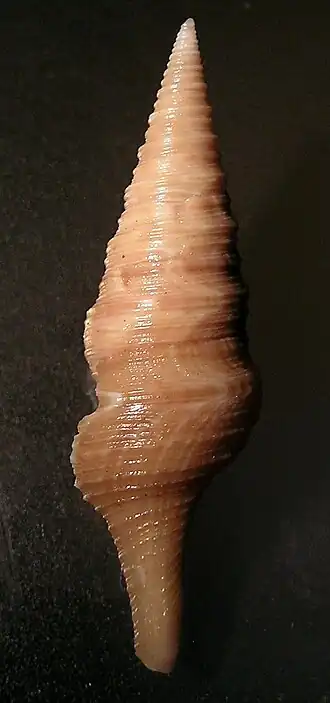 Turris omnipurpurata