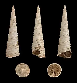 Turritella vermicularis