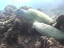 Soepschildpad (Chelonia mydas)