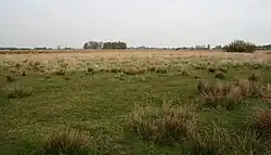 Veld in noordelijk deel Twiske