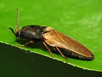 Ampedus nigricollis
