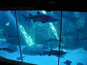 Predator Exhibit