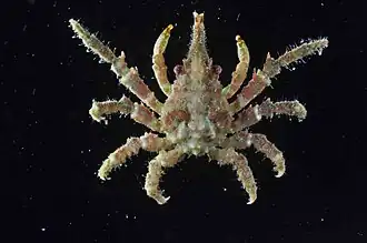 Tylocarcinus dumerilii