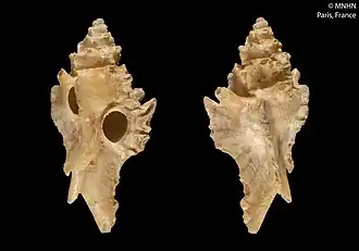 Typhinellus insolitus