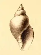 Typhlodaphne corpulenta