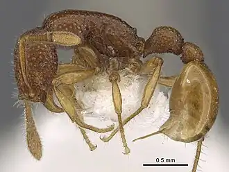 Tyrannomyrmex rex