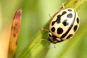 Zestienstippelig lieveheersbeestje