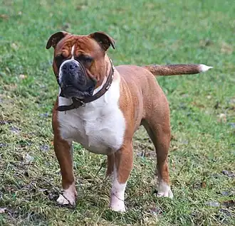 Reu van de Olde English Bulldogge