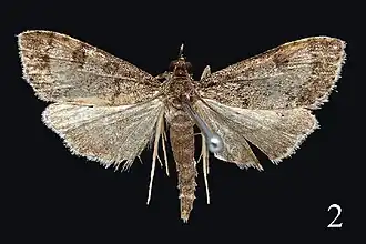 Udea albostriata