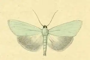 Udea rhododendronalis