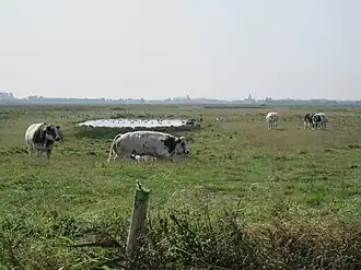 Uitkerkse Polder