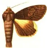 Ulotrichopus mesoleuca