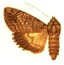 Ulotrichopus phaeopera