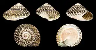 Umbonium moniliferum