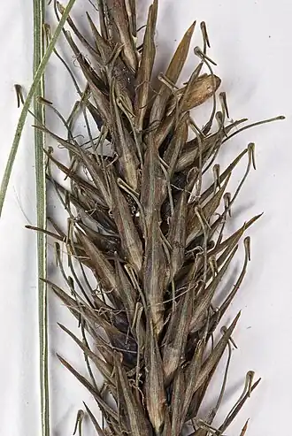 C. megalepis K.A.Ford(syn.: Uncinia ferruginea) met rachilla met haakje