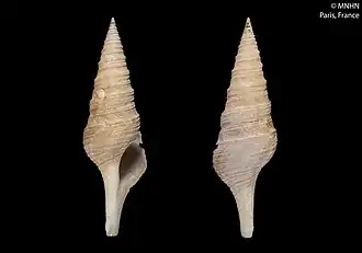 Unedogemmula deshayesii