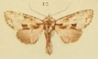 Apamea pabulatricula