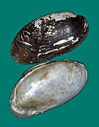 Microcondylaea compressa