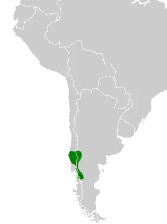 Patagonische bosaardkruiper