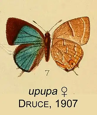 Apuecla upupa