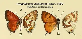 Uranothauma delatorum