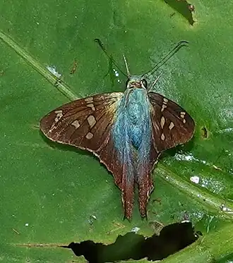Urbanus viterboana