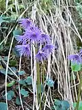 Soldanella carpatica in N.P. Tatra.