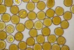 Urediniosporen op Armeria maritima subsp. elongata