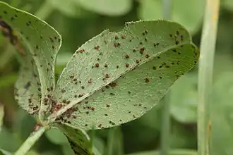 Telia op rode klaver