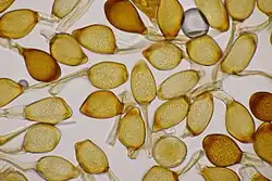 Teliosporen op tuinboon