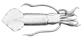 Uroteuthis duvaucelii